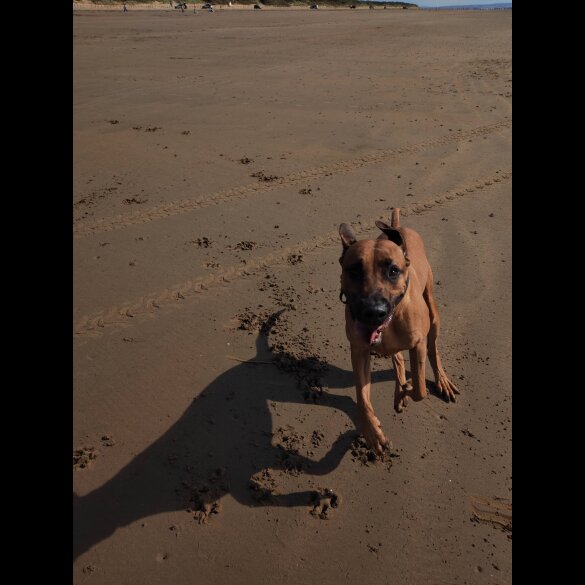 Rhodesian Ridgeback