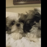 Shih Tzu - Both