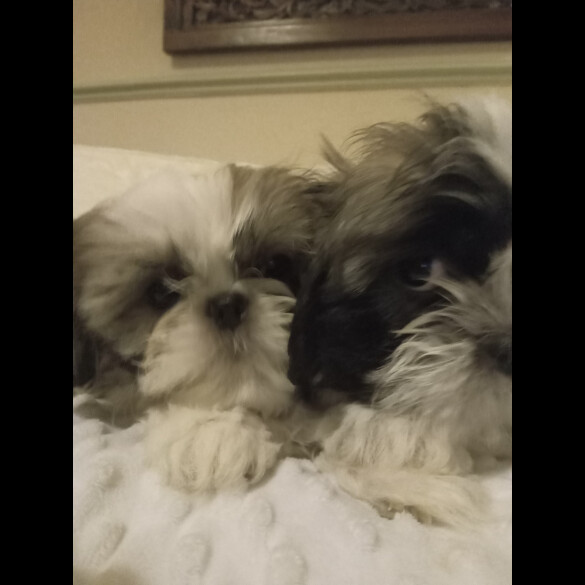 Shih Tzu - Both