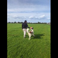 St Bernard