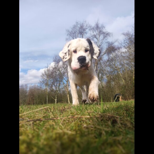 St Bernard