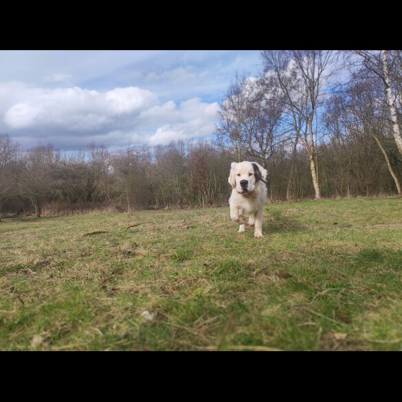 St Bernard