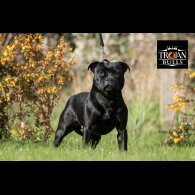 Staffordshire Bull Terrier