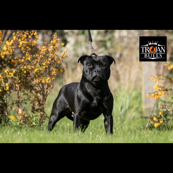 Staffordshire Bull Terrier