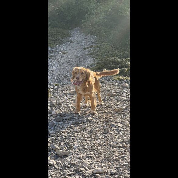 Cocker Spaniel (Working &amp; Show)