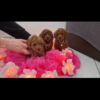 Toy Poodle - Both