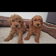 Toy Poodle - Both