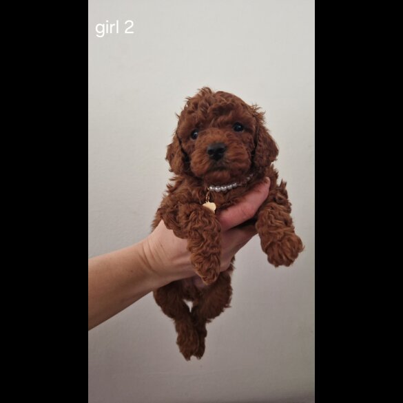 Toy Poodle - Both