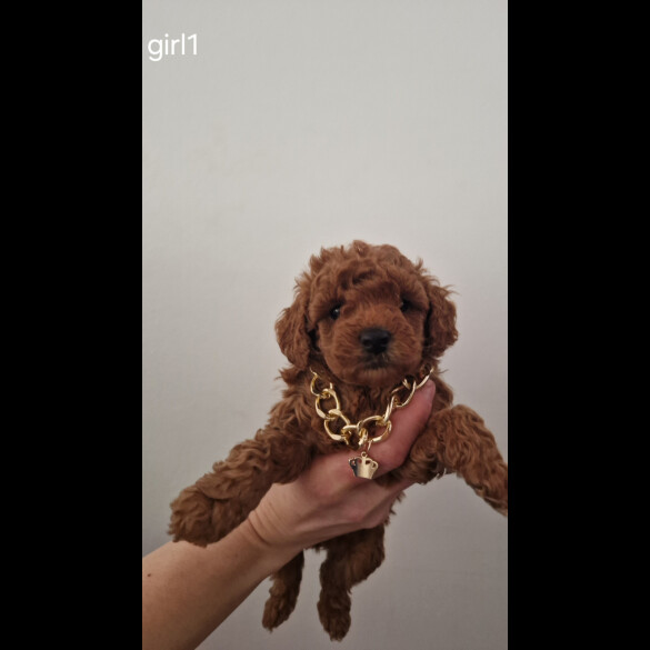 Toy Poodle - Both