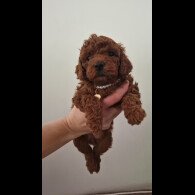 Toy Poodle - Both