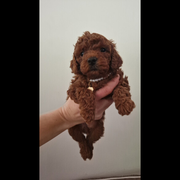 Toy Poodle - Both