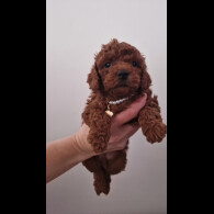 Toy Poodle - Both