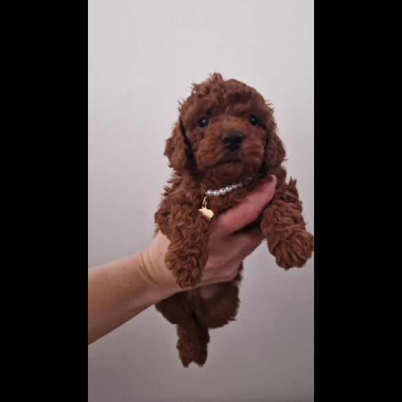 Toy Poodle - Both