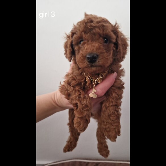 Toy Poodle - Both