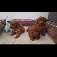 Toy Poodle - Both