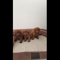 Toy Poodle - Both