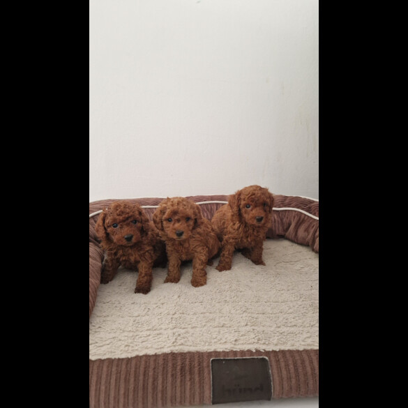 Toy Poodle - Both