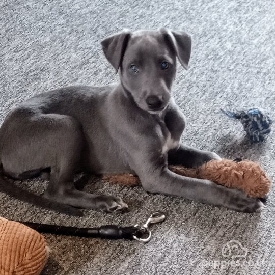 Pedigree whippets hot sale for sale