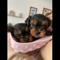 Yorkshire Terrier - Both