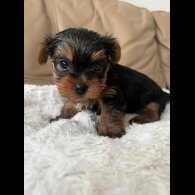 Yorkshire Terrier - Both