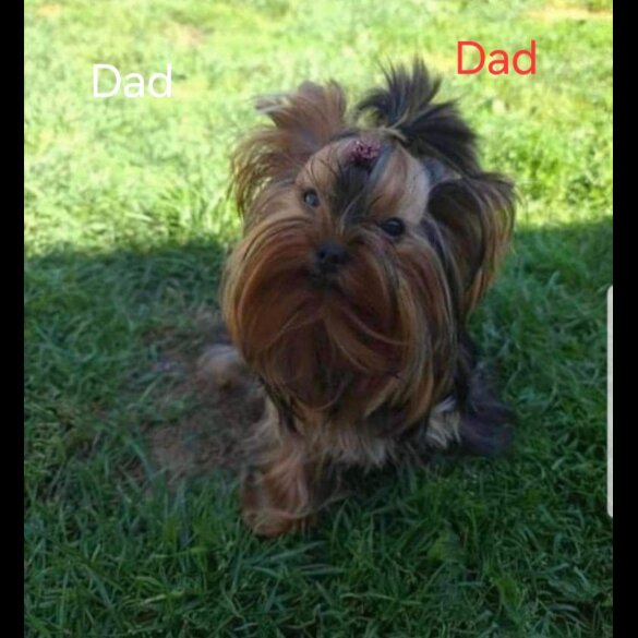 Yorkshire Terrier - Both