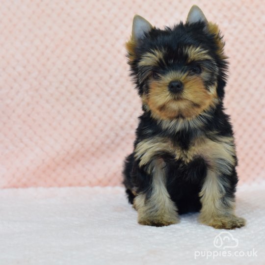 Black and white yorkies sales for sale