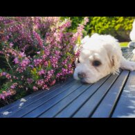 Bichon Frise - Both