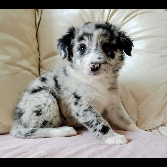 Border Collie - Both