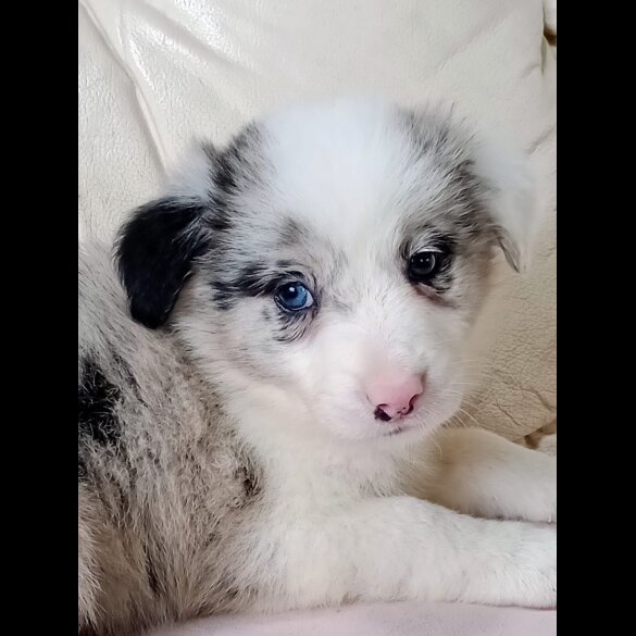 Border Collie - Both