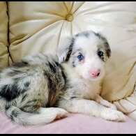 Border Collie - Both