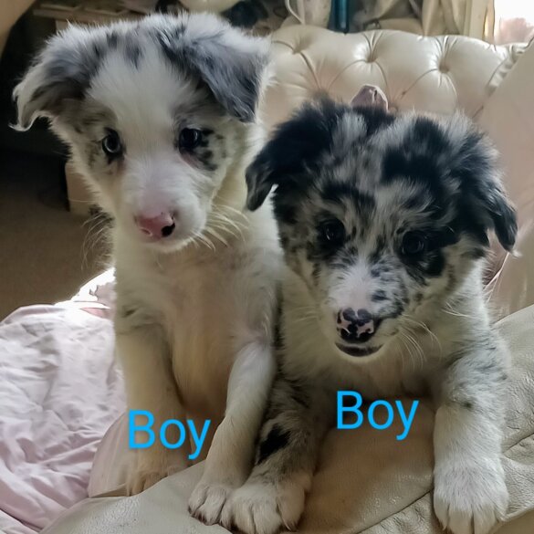 Border Collie - Both