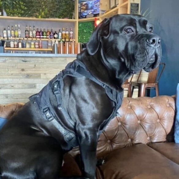 Cane Corso