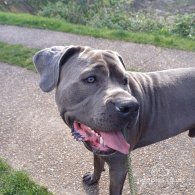 Cane Corso