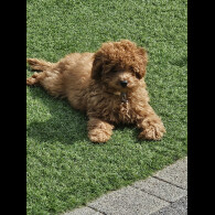 Cavapoo - Both