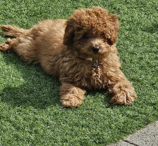 Cavapoo