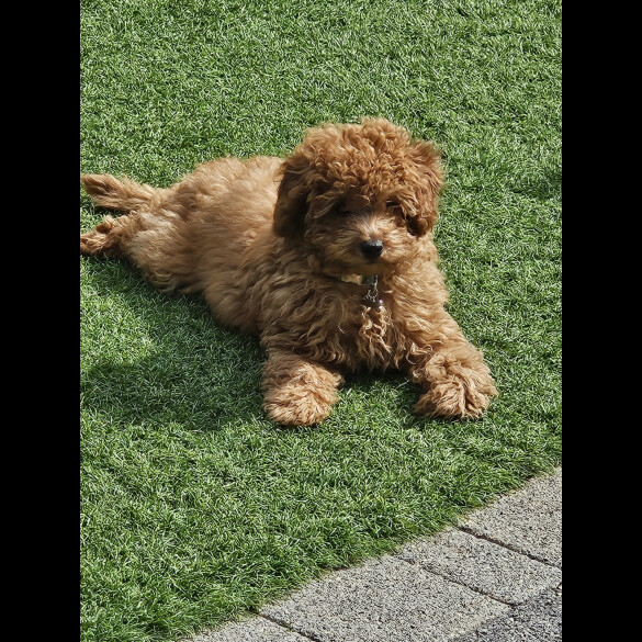 Cavapoo - Both