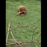 Cavapoo - Both