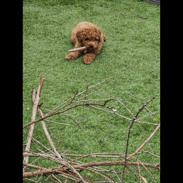 Cavapoo - Both