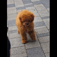 Cavapoo - Both