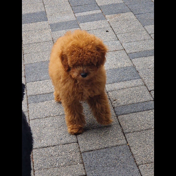 Cavapoo - Both