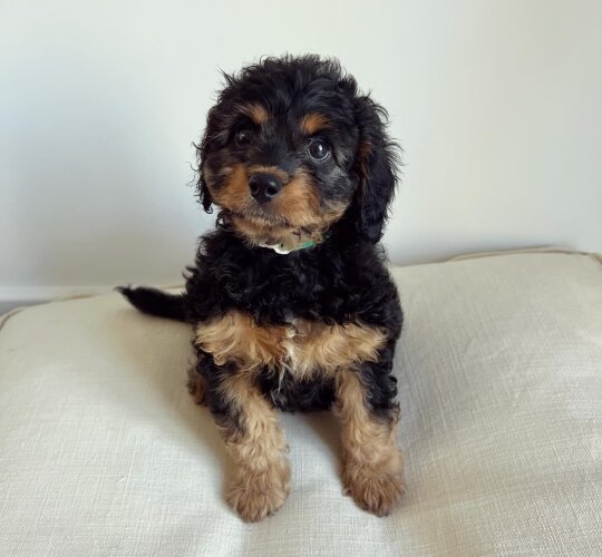 Cavapoo