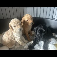 Cockapoo - Both