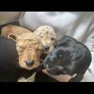 Cockapoo - Both