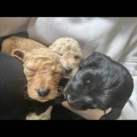 Cockapoo - Both