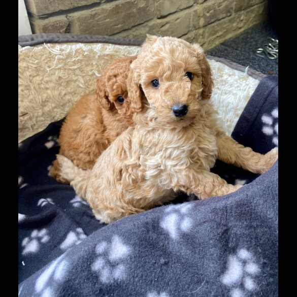 Cockapoo - Both