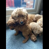 Cockapoo - Both