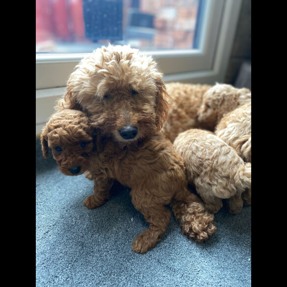 Cockapoo - Both