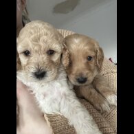 Cockapoo - Both