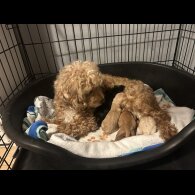 Cockapoo - Both