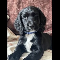 Cocker Spaniel (Working &amp; Show) - Both